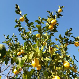 lemon plant