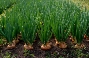 types of onion